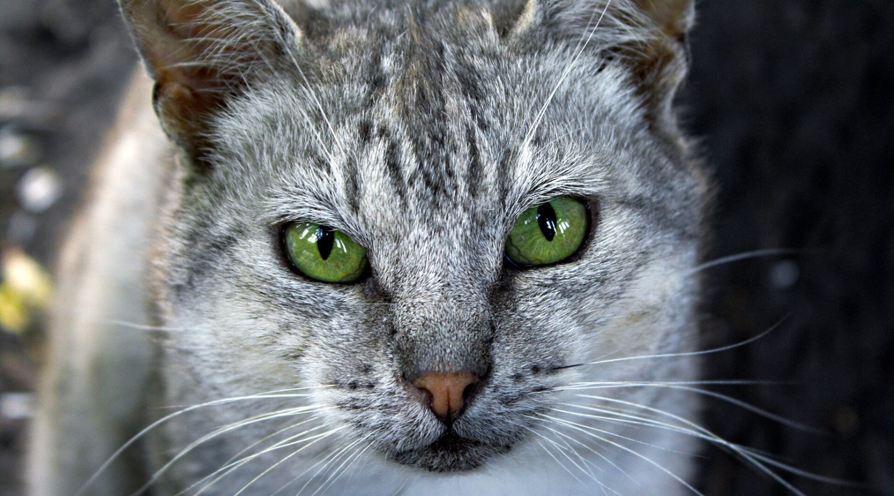 Everything You Don’t Know About CBD For Pets